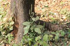 Pogostemon purpurascens